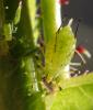 Macrosiphum rosae